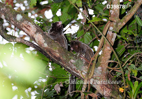 Black-tufted Marmoset (Callithrix penicillata)